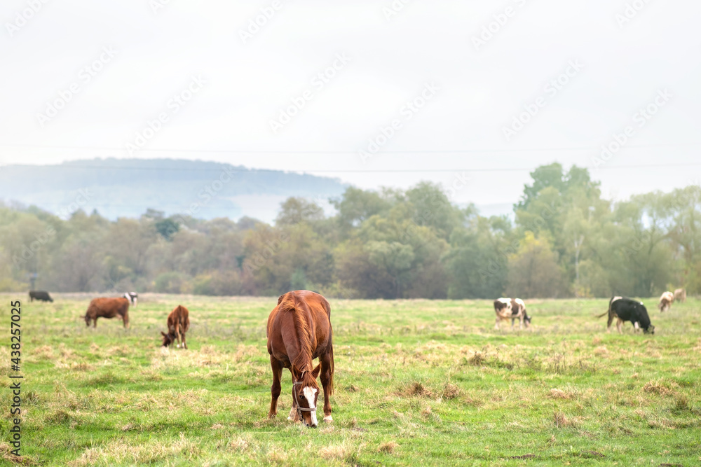 Beautiful chestnut horse grazing in green grassland summer field.