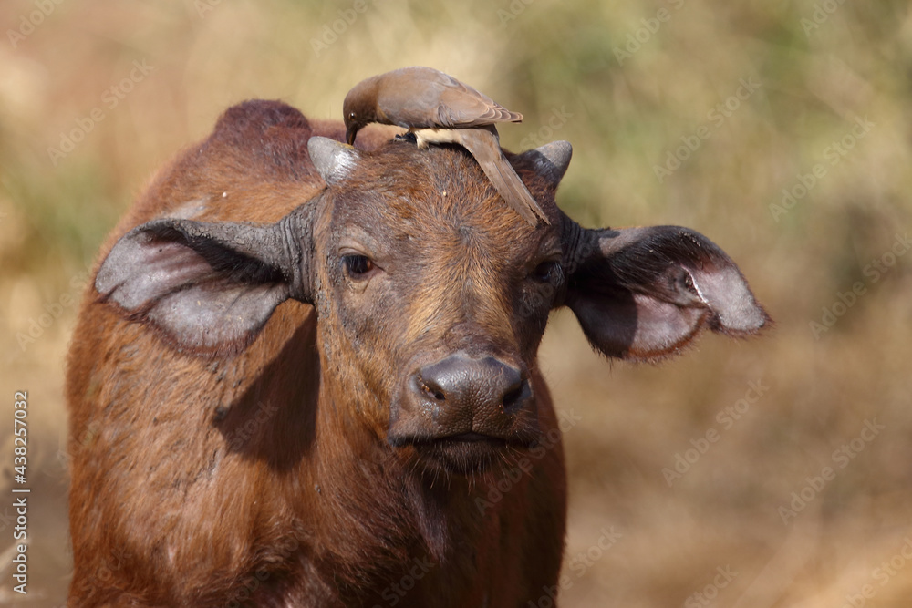Kaffernbüffel und Rotschnabel-Madenhacker / African buffalo and Red-billed oxpecker / Syncerus caffer et Buphagus erythrorhynchus... Kaffernbüffel und Rotschnabel-Madenhacker / African buffalo and Red-billed oxpecker / Syncerus caffer et Buphagus erythrorhynchus...