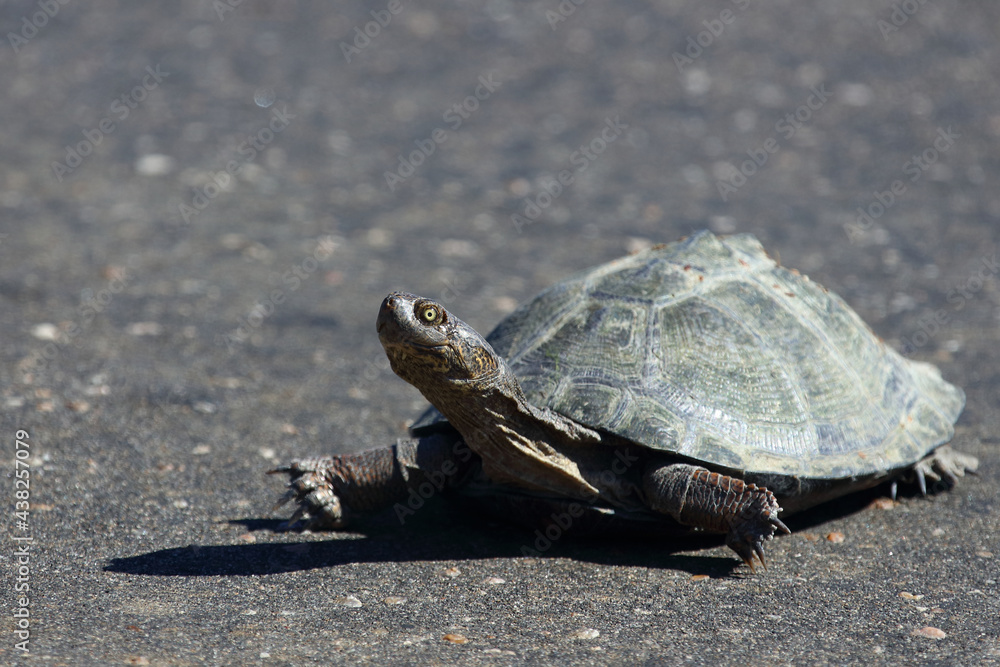 Obraz premium Starrbrust-Pelomeduse / Marsh or Helmeted turtle / Pelomedusa subrufa