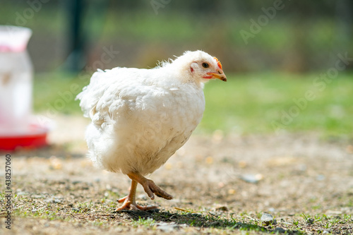 Hen feed on traditional rural barnyard. Close up of chicken standing on barn yard with green grass. Free range poultry farming concept. © bilanol