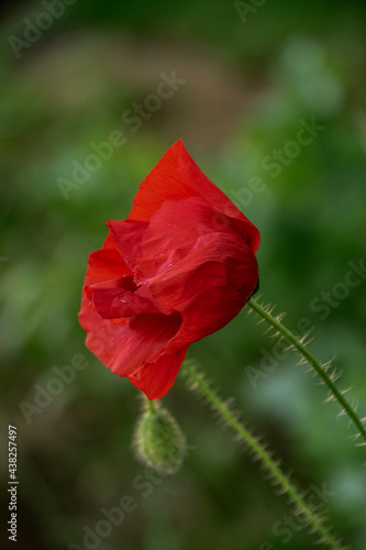 Red poppy flower   Papaver   close-up on a blurred natural green background in the sunlight. Flower in the meadow.