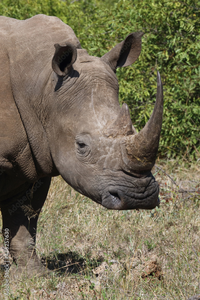 Breitmaulnashorn / Square-lipped rhinoceros / Ceratotherium Simum Breitmaulnashorn / Square-lipped rhinoceros / Ceratotherium Simum