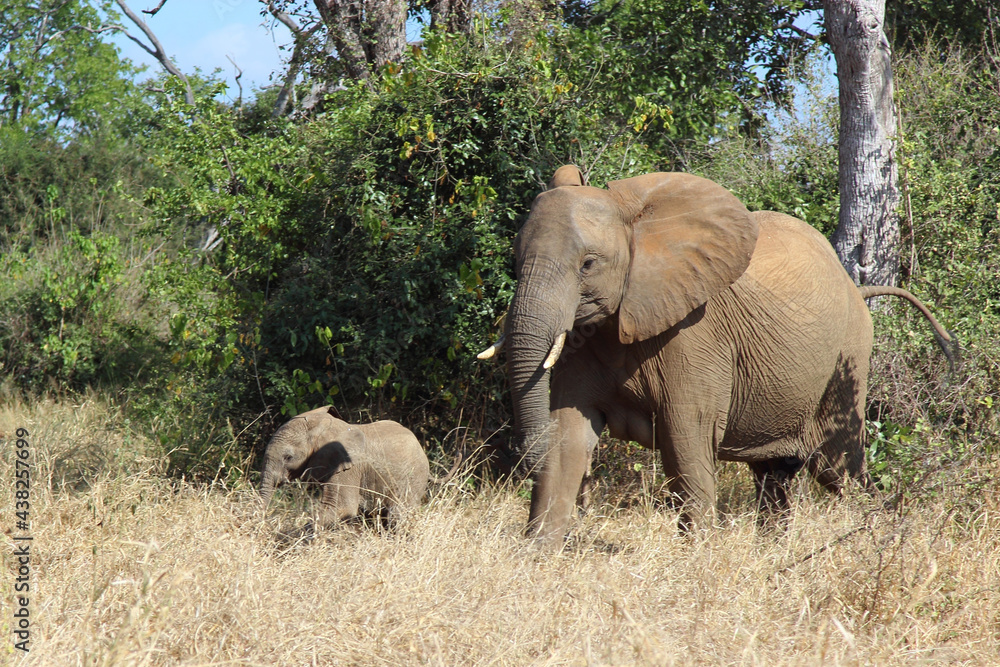 Fototapeta premium Afrikanischer Elefant / African elephant / Loxodonta africana...