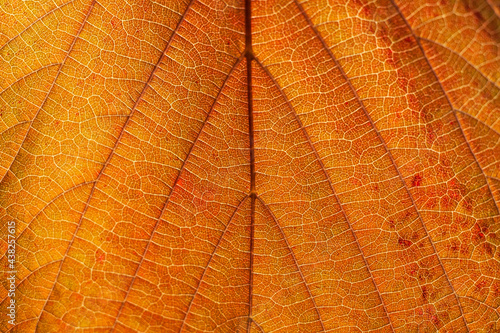 Obraz na płótnie Close-up of a hazel leaf w salonie