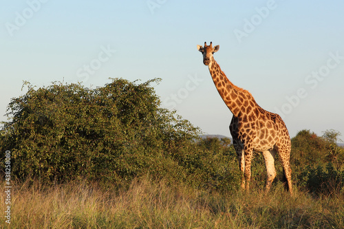 Photography Giraffe / Giraffe / Giraffa camelopardalis
