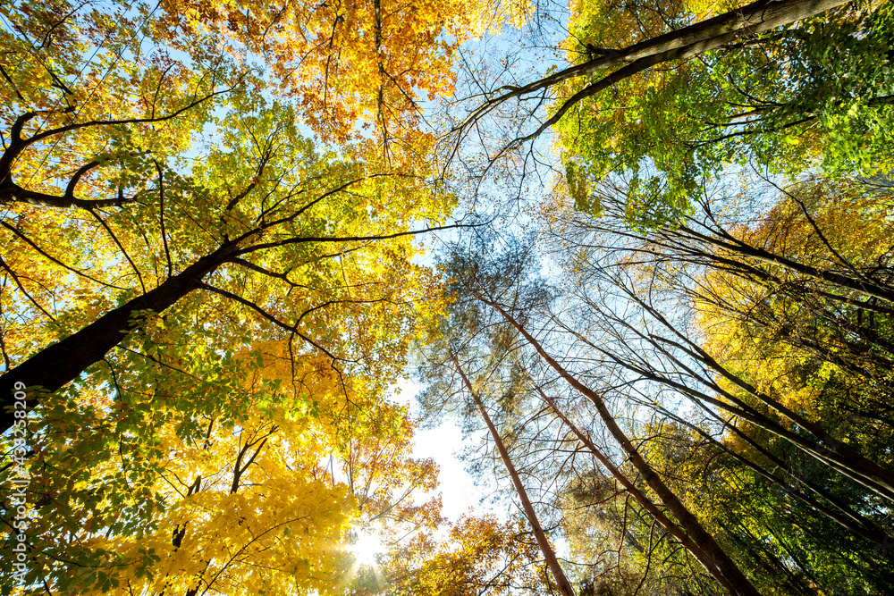 Perspective up view of autumn forest with bright orange and yellow leaves. Dense woods with thick canopies in sunny fall weather. Perspective up view of autumn forest with bright orange and yellow leaves. Dense woods with thick canopies in sunny fall weather.
