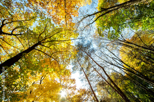 Perspective up view of autumn forest with bright orange and yellow leaves. Dense woods with thick canopies in sunny fall weather.