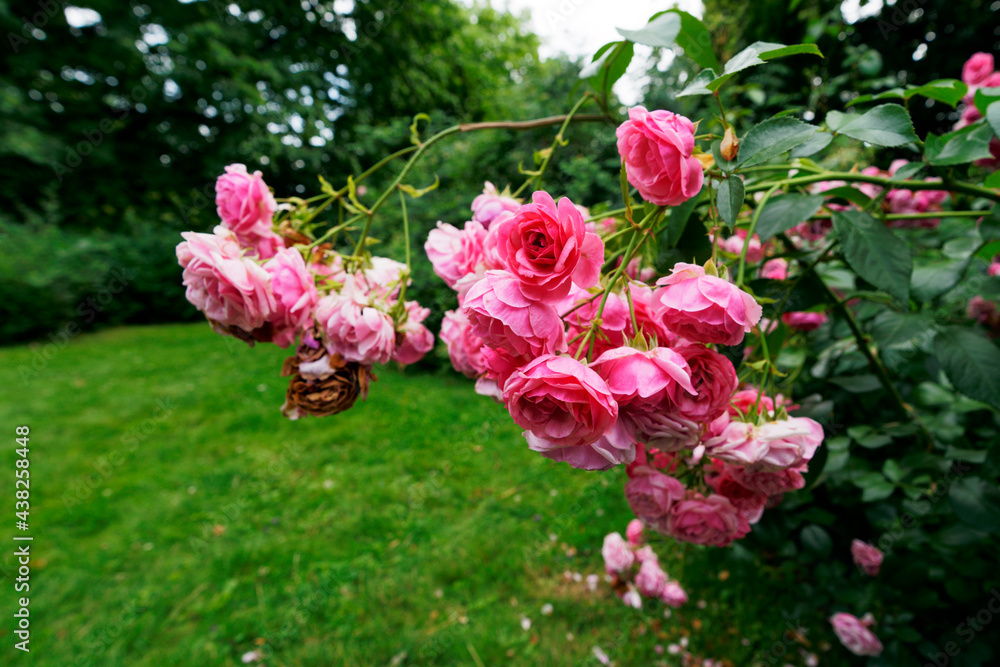 Shrub of a blooming rose, pink color. In the background, mowed lawn and bushes. The charm of a city park.