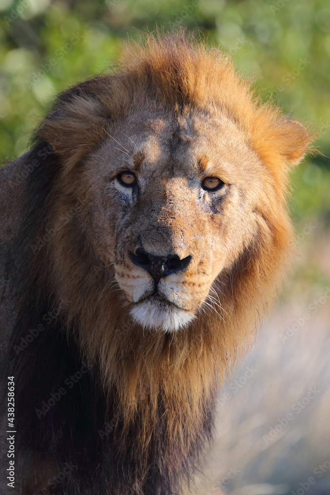 Afrikanischer Löwe / African lion / Panthera leo. Afrikanischer Löwe / African lion / Panthera leo.