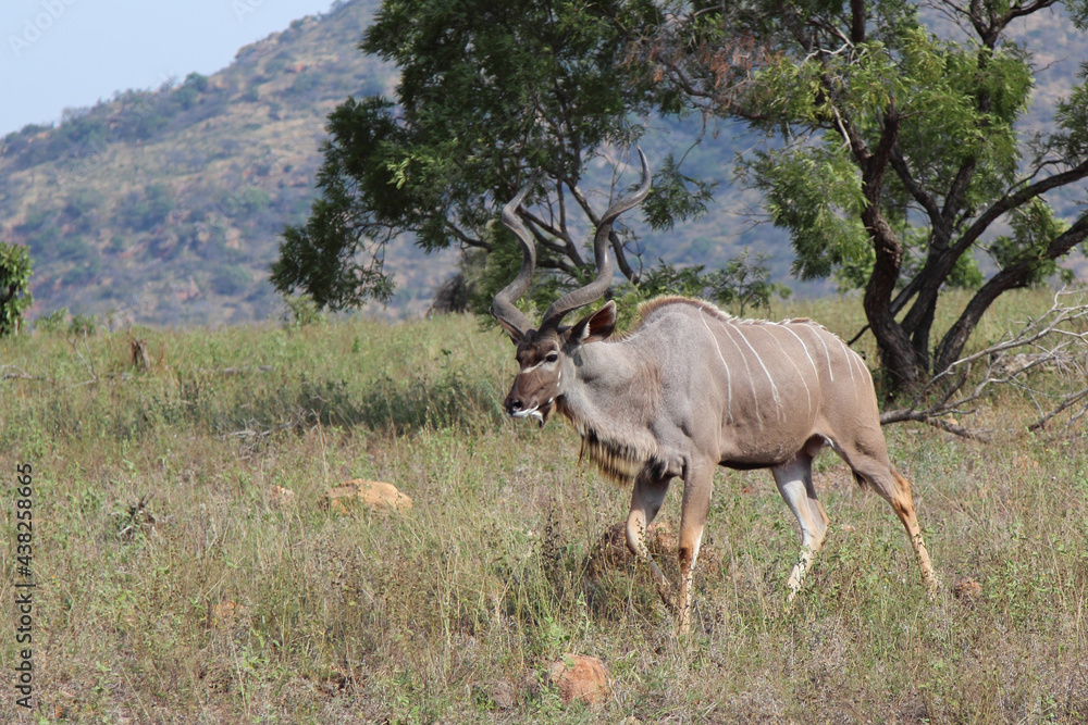 Fototapeta premium Großer Kudu / Greater kudu / Tragelaphus strepsiceros.