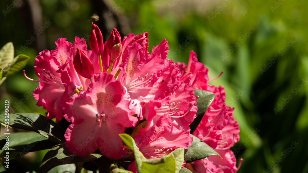 Rhododendron - obrazy, fototapety, plakaty 