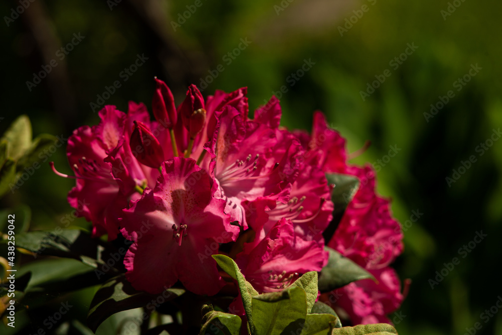 Rhododendron - obrazy, fototapety, plakaty 