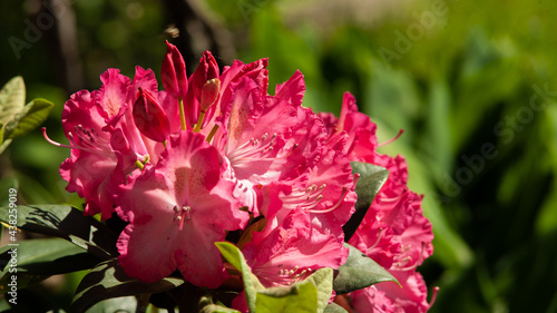 Rhododendron © Stolik_po_prostu