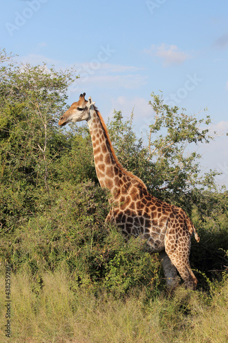 Giraffe   Giraffe   Giraffa Camelopardalis