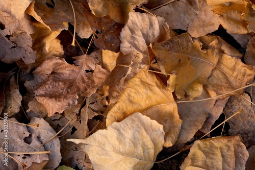 Autumn composition. Autumn leaves close up lying on the ground. Abstract composition.