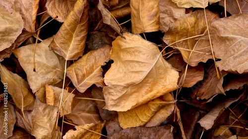 Autumn composition. Autumn leaves close up lying on the ground. Abstract composition.