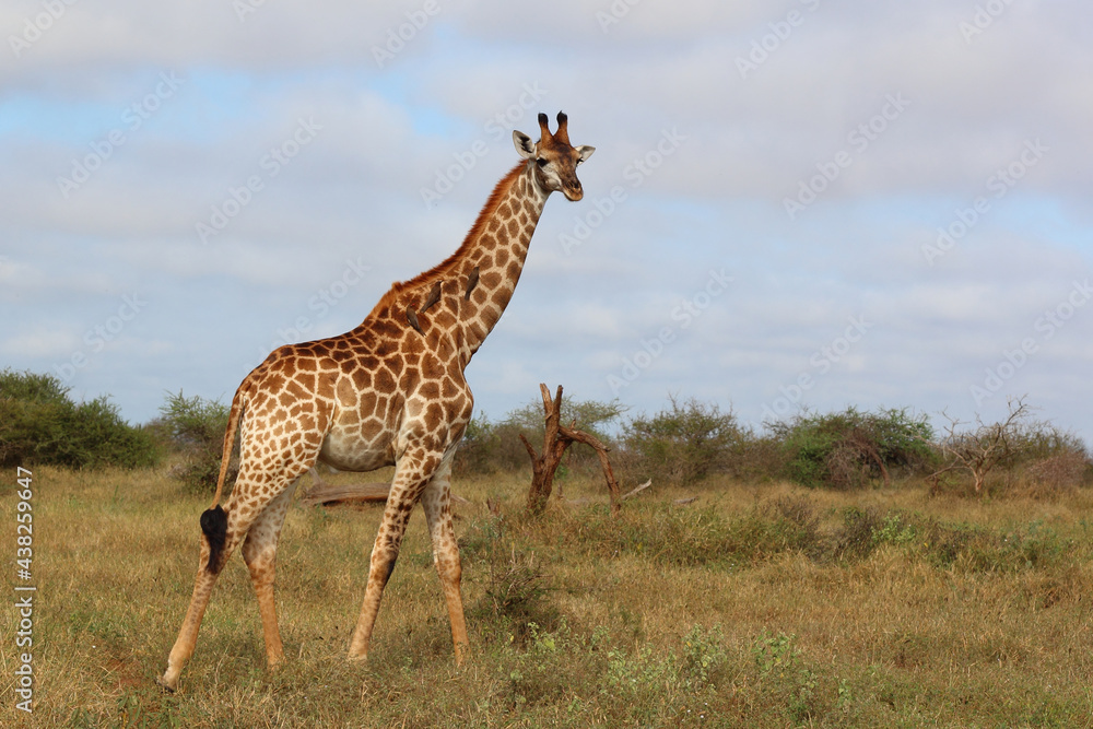 Giraffe / Giraffe / Giraffa camelopardalis