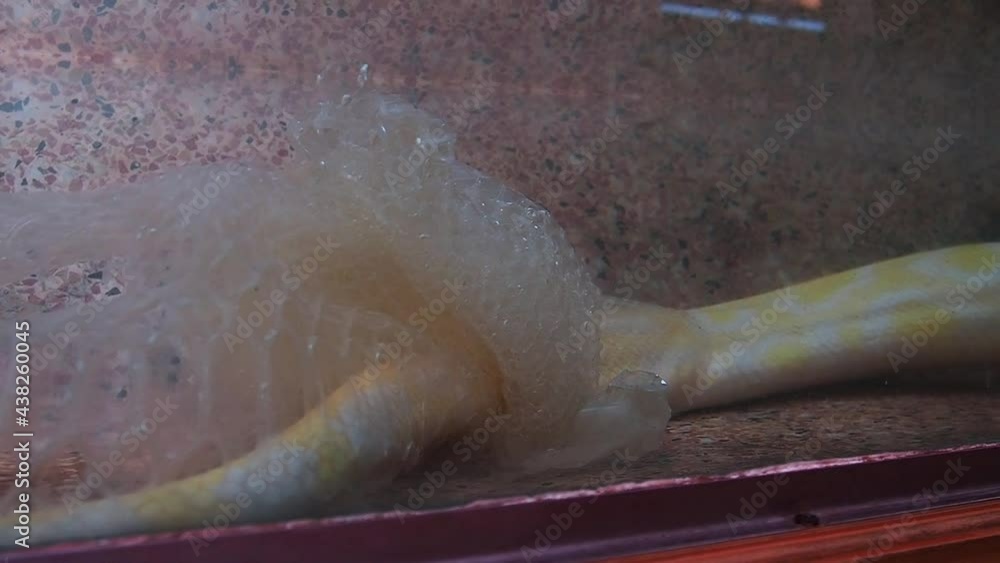 The albino royal yellow python changes skin. The Pythonidae is a family ...