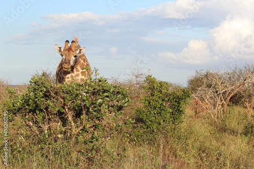 Photography Giraffe / Giraffe / Giraffa Camelopardalis