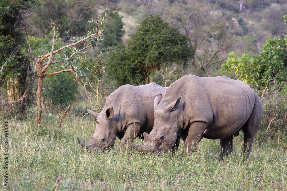Breitmaulnashorn / Square-lipped rhinoceros / Ceratotherium Simum Breitmaulnashorn / Square-lipped rhinoceros / Ceratotherium Simum