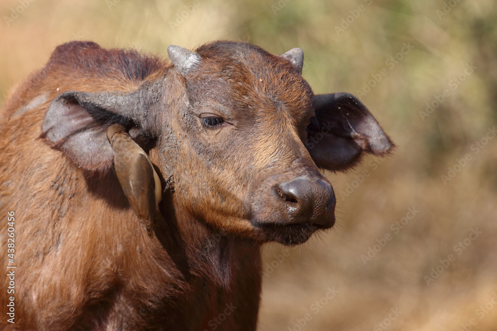 Kaffernbüffel und Rotschnabel-Madenhacker / African buffalo and Red-billed oxpecker / Syncerus caffer et Buphagus erythrorhynchus... Kaffernbüffel und Rotschnabel-Madenhacker / African buffalo and Red-billed oxpecker / Syncerus caffer et Buphagus erythrorhynchus...