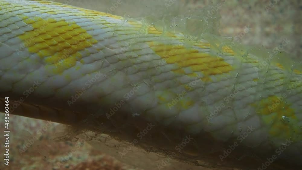 The albino royal yellow python changes skin. The Pythonidae is a family ...
