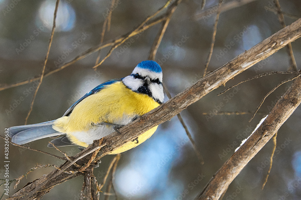 Obraz premium great spotted woodpecker