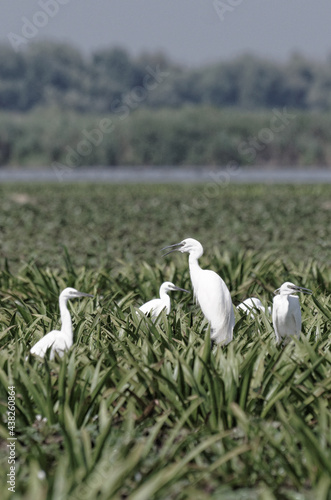 Stado ptaków stojących w przybrzeżnych roślinach
