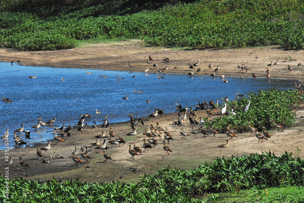 BIRDS- Africa- A Large Flock of Colorful Egyptian Geese Enjoy the Shore BIRDS- Africa- A Large Flock of Colorful Egyptian Geese Enjoy the Shore