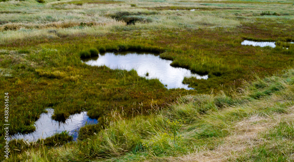 Naklejka premium grass saltmarsh 