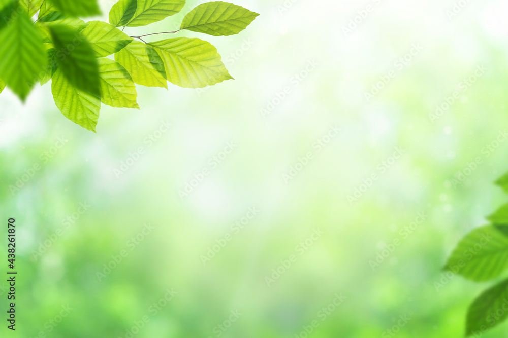 Green leaves of plant over defocused nature background. Summer, ecology, environment natural background Green leaves of plant over defocused nature background. Summer, ecology, environment natural background