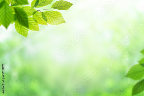 Green leaves of plant over defocused nature background. Summer, ecology, environment natural background