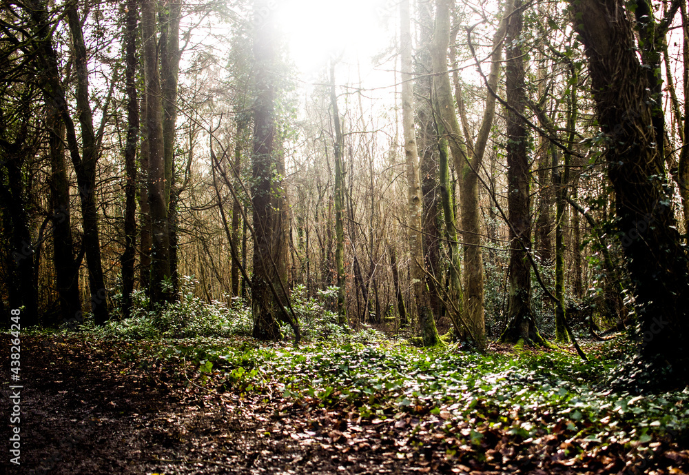 Obraz premium morning in the forest