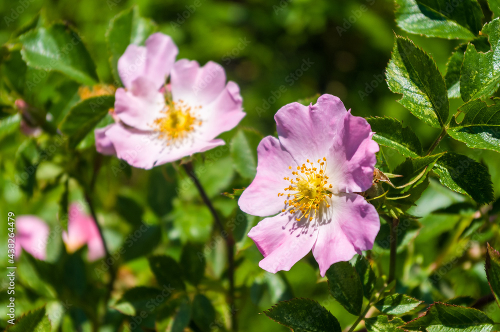 Beautiful natural background for valentine day, 8 march, and love theme, peony flowers Paeonia lactiflora, close up. Beautiful natural background for valentine day, 8 march, and love theme, peony flowers Paeonia lactiflora, close up.