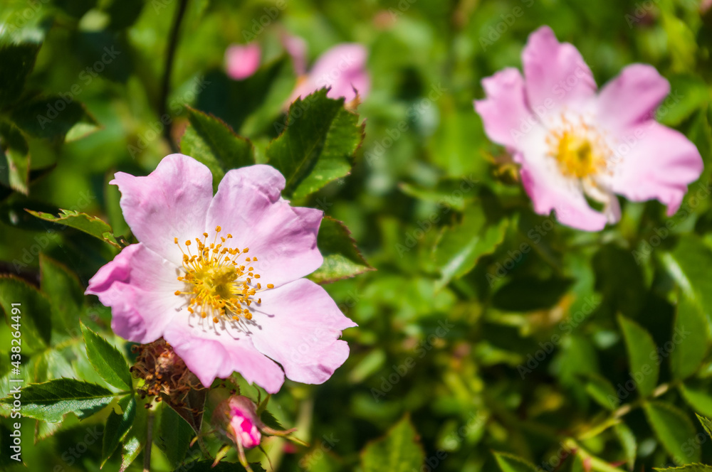 Beautiful natural background for valentine day, 8 march, and love theme, peony flowers Paeonia lactiflora, close up. Beautiful natural background for valentine day, 8 march, and love theme, peony flowers Paeonia lactiflora, close up.