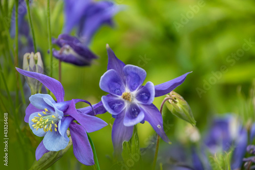 Purple columbine flowers against blurred garden background. Copy Space to the right