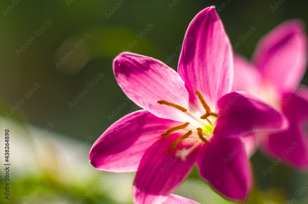 decorative pink flower rain lily Zephyranthes grandiflora on blurred background closeup, decorative pink flower rain lily Zephyranthes grandiflora on blurred background closeup,