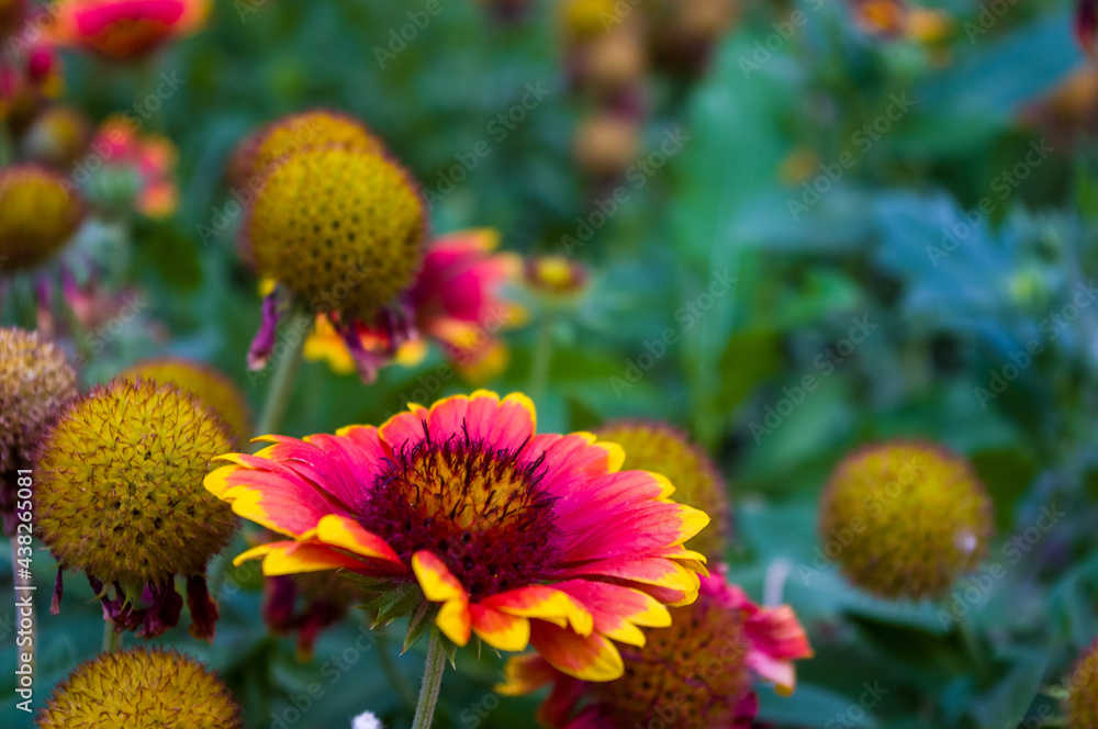 pollination by bees colorful flowers Gaillardia in the garden pollination by bees colorful flowers Gaillardia in the garden