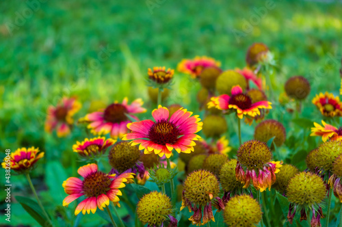 pollination by bees colorful flowers Gaillardia in the garden