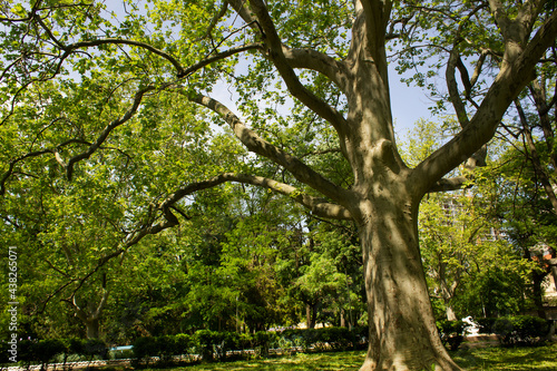 Old tall Platanus occidentalis tree into green spring botanical garden with grass lawn 