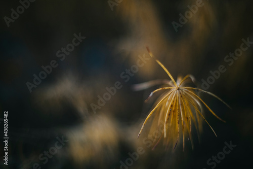Abstract detail of dying plant in winter