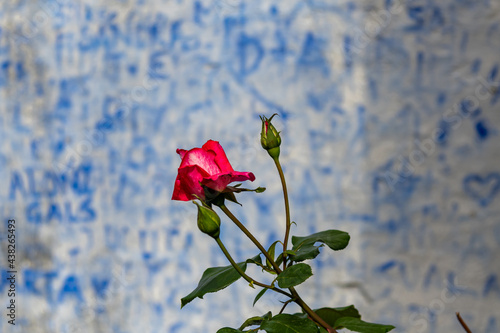 A red rose, with a writen wall behind
