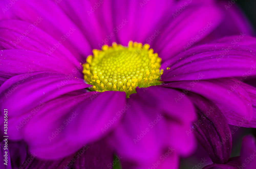 Beautiful bright purple and yellow chrysanthemum flowers, selective focus, macro Beautiful bright purple and yellow chrysanthemum flowers, selective focus, macro