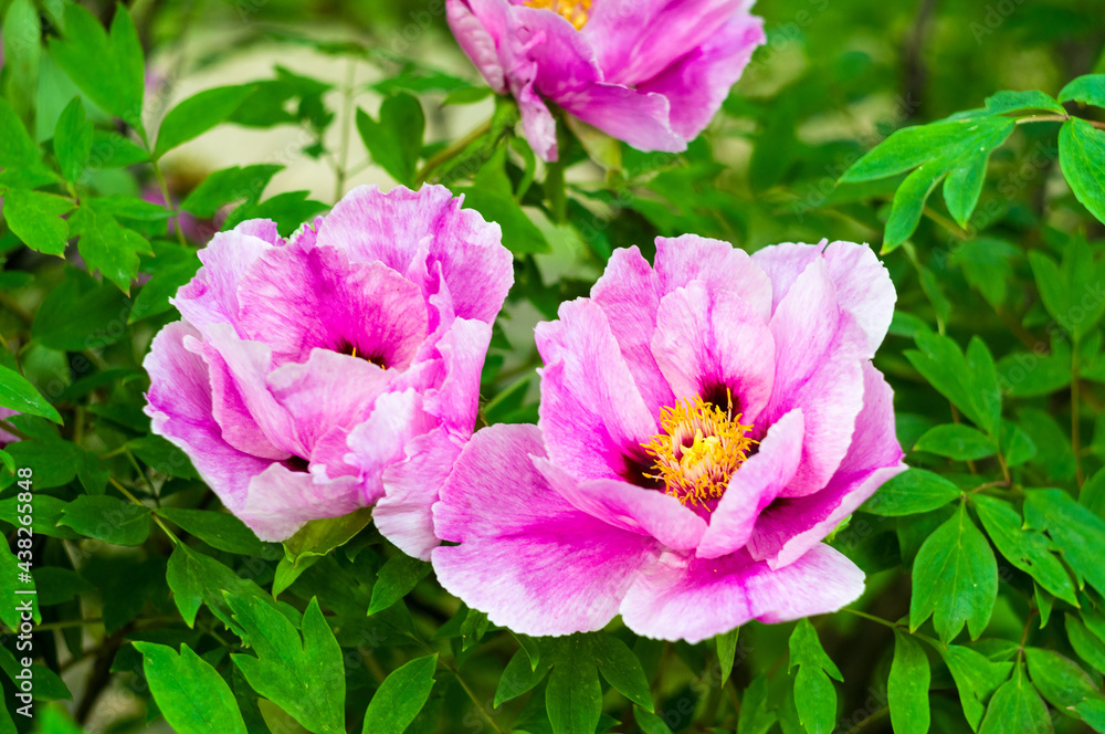 Beautiful natural background for valentine day, 8 march, and love theme, peony flowers Paeonia lactiflora, close up. Beautiful natural background for valentine day, 8 march, and love theme, peony flowers Paeonia lactiflora, close up.