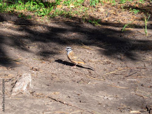 Mountain Bunting - Emberiza cia walks on forest ground in the shade of a tree. A gray headed bird with a brown body.