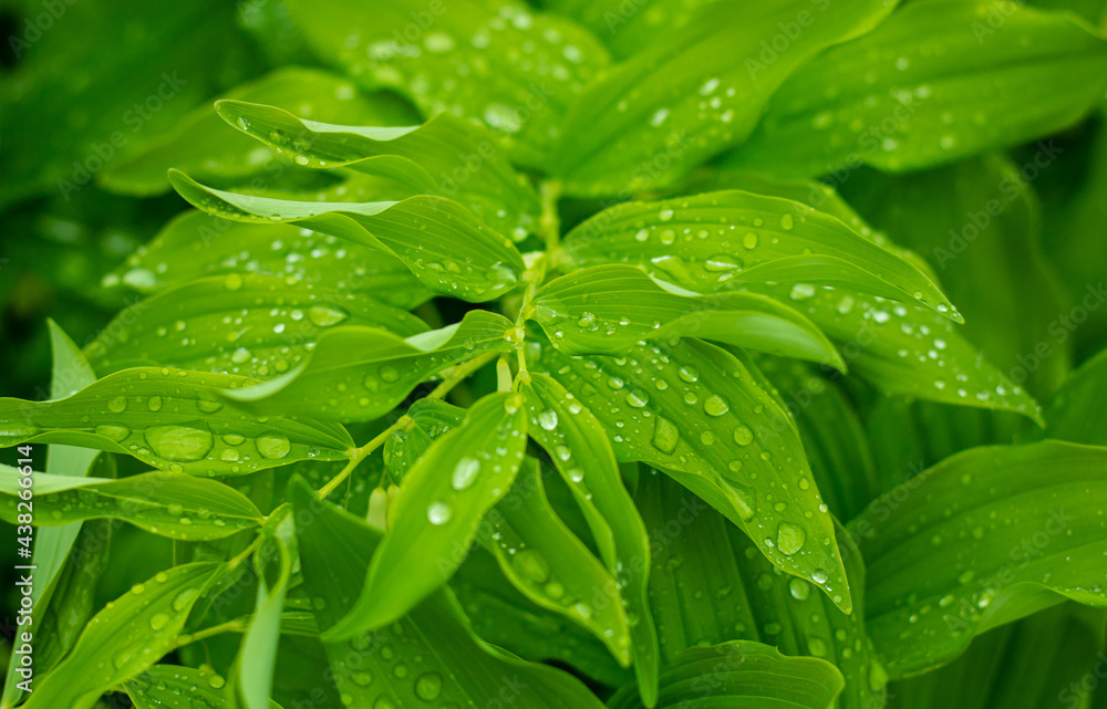 water drops on a green leaf water drops on a green leaf