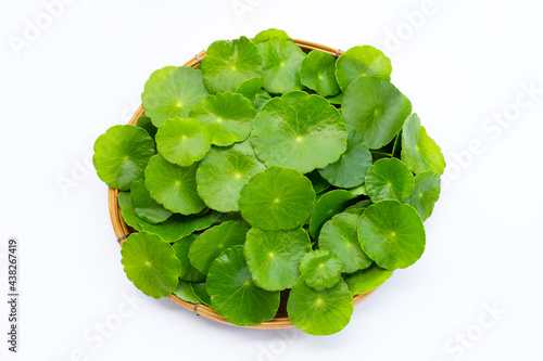 Fresh green centella asiatica leaves or water pennywort plant