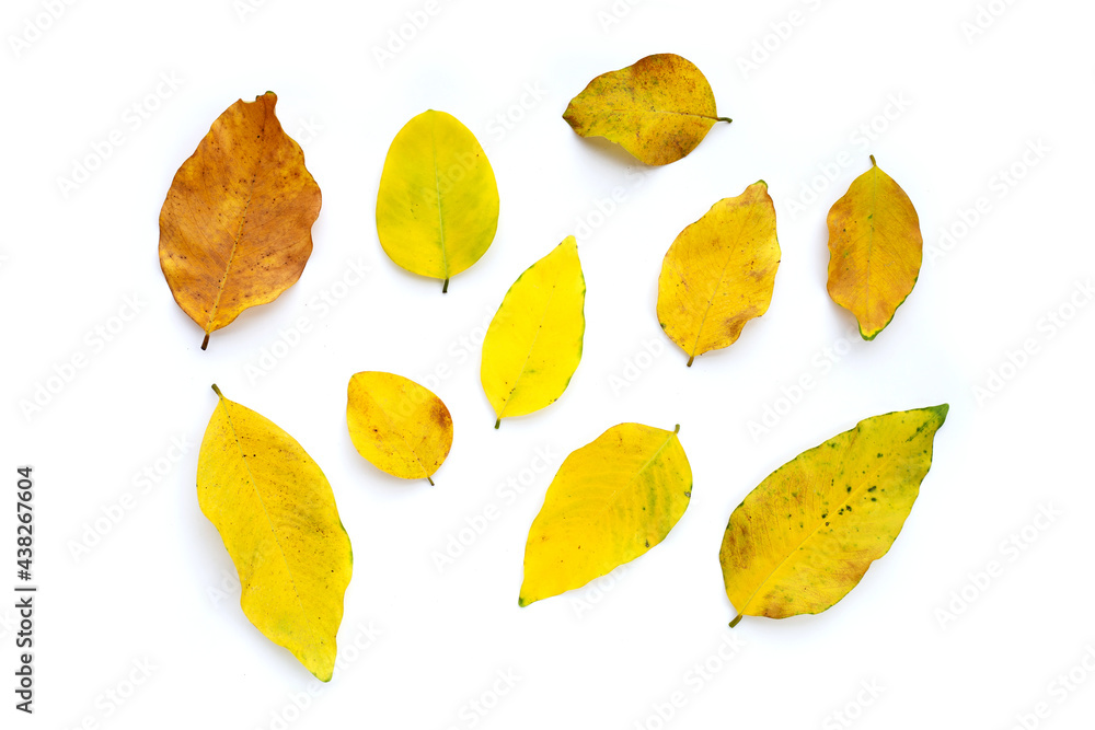 Dry leaves on white background Dry leaves on white background