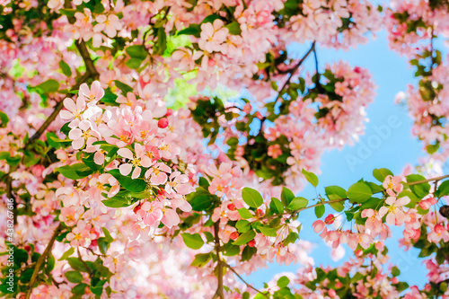 brightly blooming pink tree on clear blue beautiful sky background, cherry blossom spring content , backdrop,selective focus, depth of field © Aleksandra