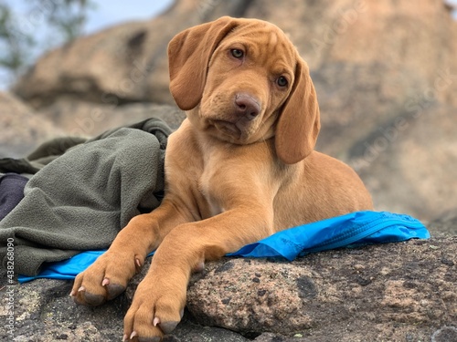 Cute Hungarian Vizsla puppy